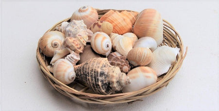 SHELLS