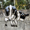 Black & White Cow Jumbo