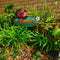 Garden Welcome Stake Ladybird - Just-Oz