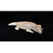 Crocodile Small - Just-Oz