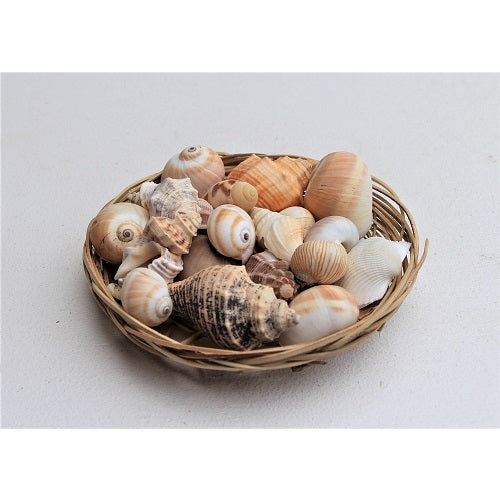 Basket of Assorted Shells